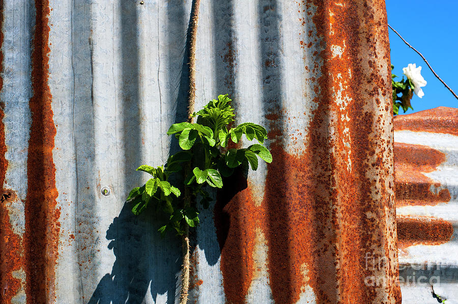 Rusty Corrugated Metal Fence With Flower Photograph by Jim Corwin