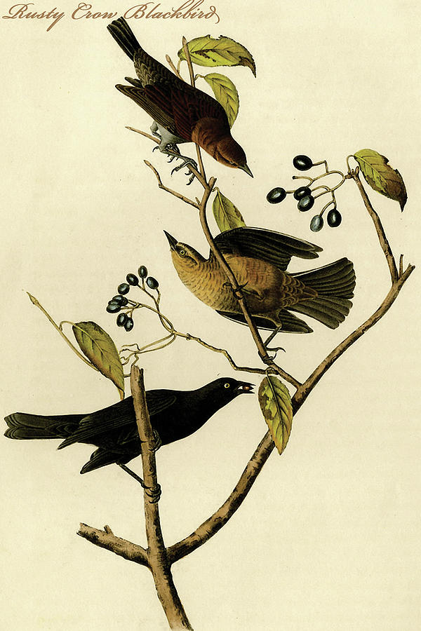 Rusty Crow Blackbird Painting by John James  Audubon
