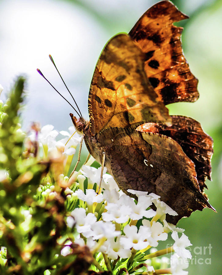 Rusty Butterfly Photograph by Gerald Kloss - Pixels