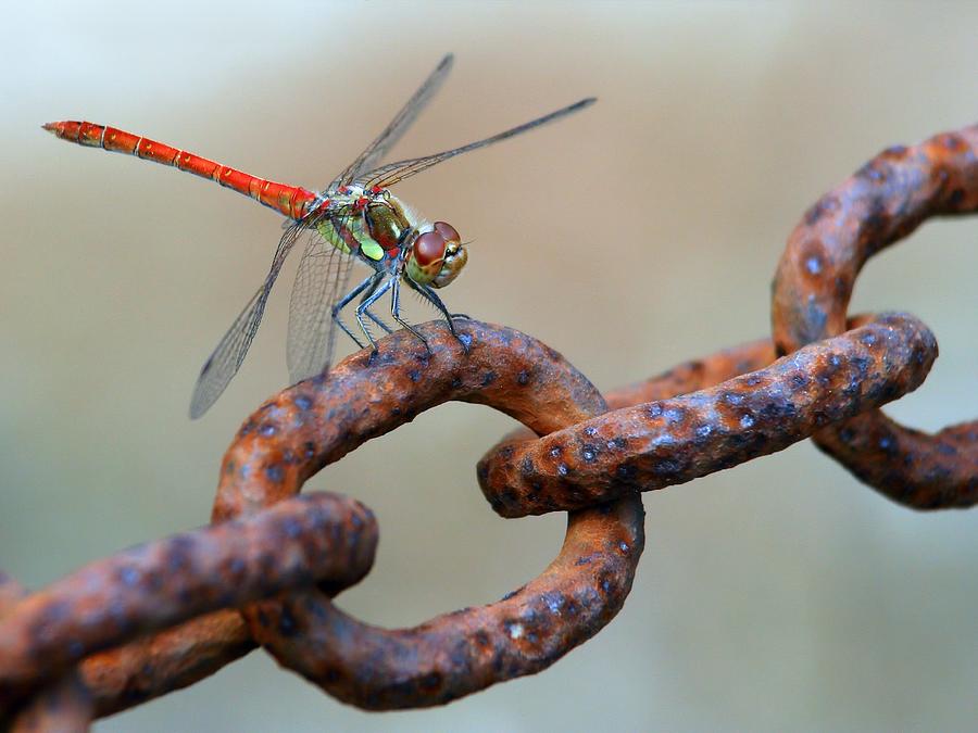 Dragonfly Photograph - Rusty by Jimmy Hoffman