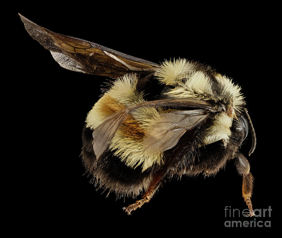 Bombus Affinis - Rusty-Patched Bumble Bee Hand Towel - Because Tees