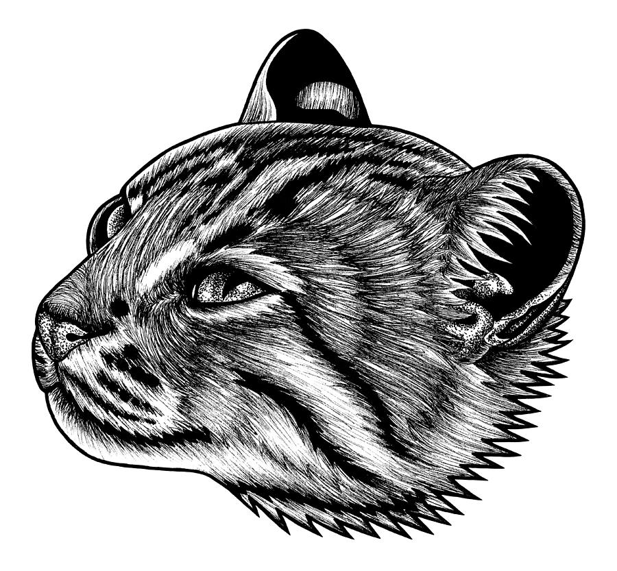 Rusty spotted cat illustration Drawing by Loren Dowding