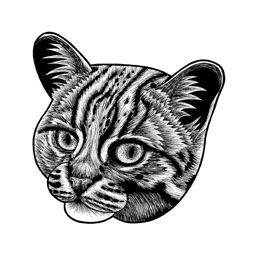 Rusty spotted cat Drawing by Loren Dowding