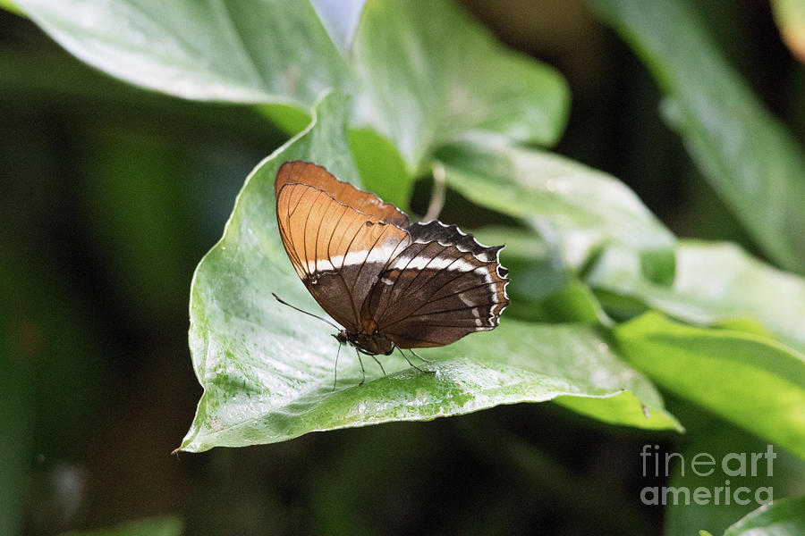 Butterfly Photograph - Rusty-Tipped Page F0587 by Stephen Parker