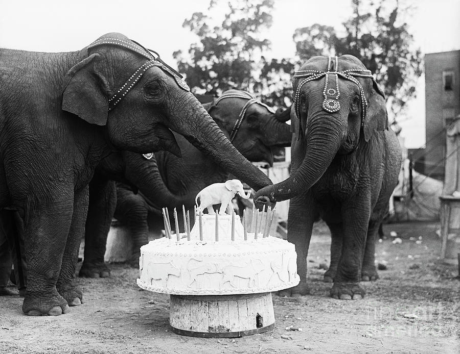 Ruth The Elephant Celebrating Photograph by Bettmann