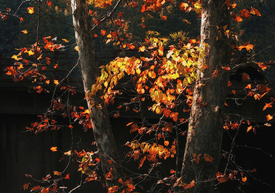 Backlit Autumn Leaves Photograph by Jessica Jenney