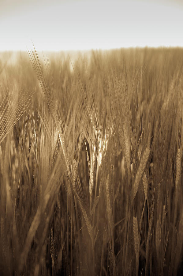 Rye Field Photograph by Thomas Winz