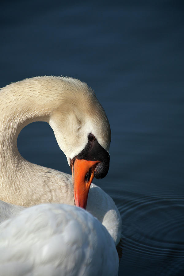 Swan Photograph - S For Swan by Karol Livote