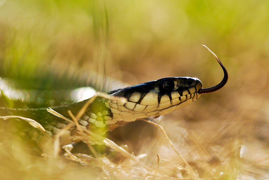 Snake Photograph - S N A K E by Kristoffer Jonsson