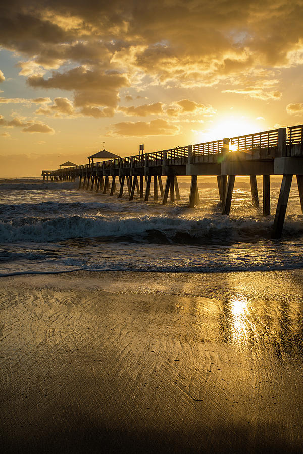 Sabal Palm Trees, Florida, USA Photograph by Jim Engelbrecht - Fine Art ...