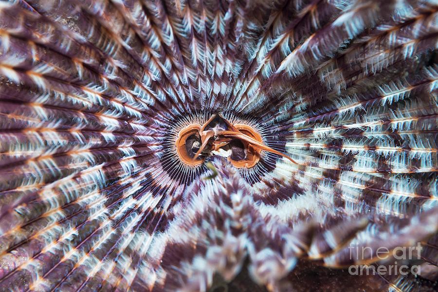 Sabella Fan Worm Photograph by Georgette Douwma/science Photo Library ...