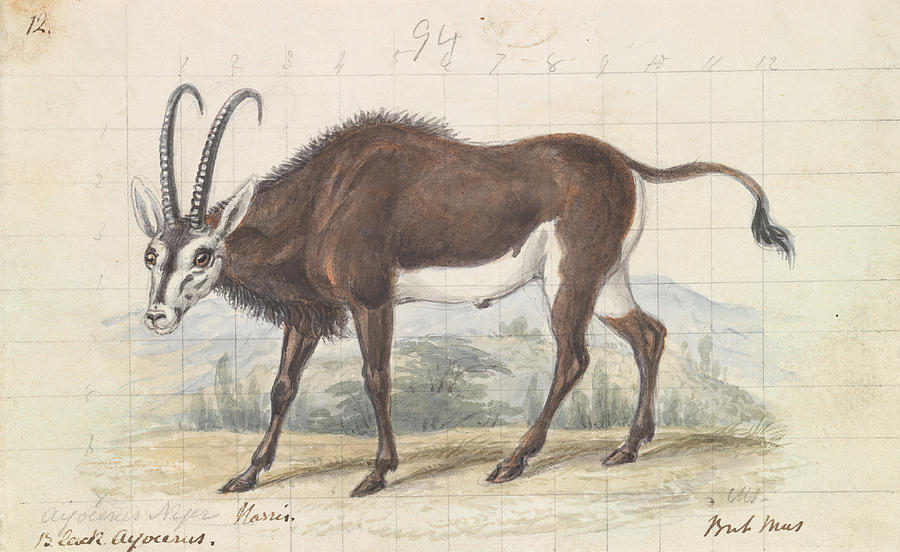 Sable Antelope, Charles Hamilton Smith Drawing by Artokoloro