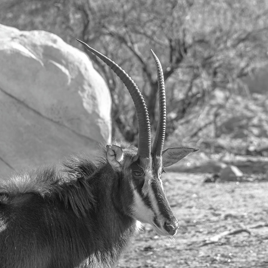 Sable Antelope Photograph by Darrell Foster