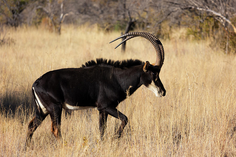 Sable Antelope (hippotragus Niger), South Africa Digital Art by Martin ...