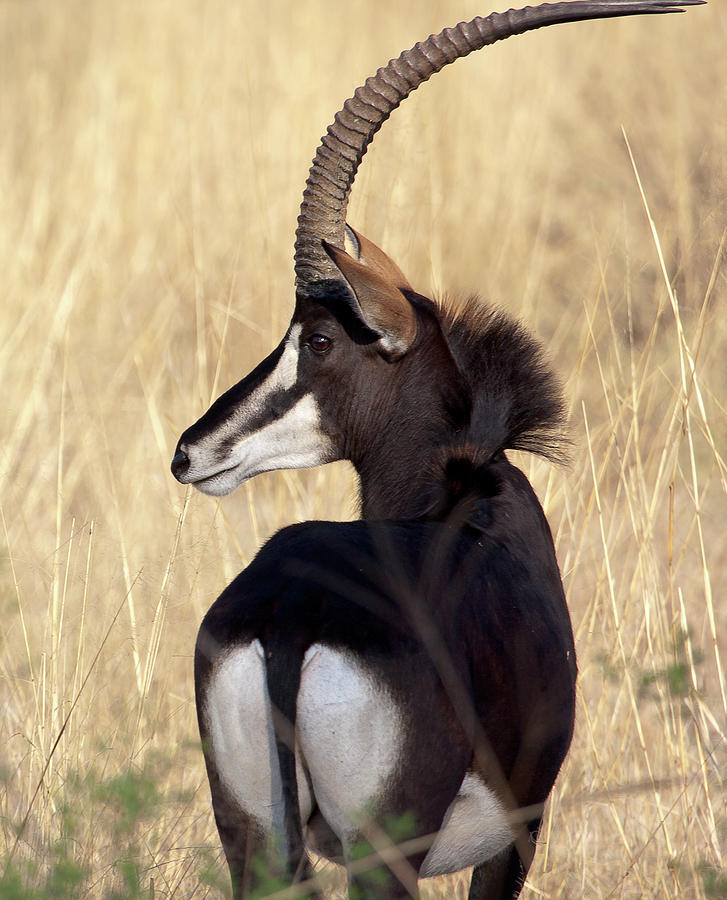 Sable Antelope Photograph by Thomas Retterath