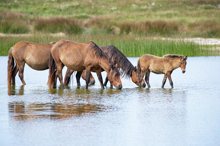 Sable Island Horse, Group Of Wild Horses Including Foal At Photograph by Carol Walker / Naturepl.com Sable Island Horse, Group Of Wild Horses Including Foal At Photograph by Carol Walker / Naturepl.com