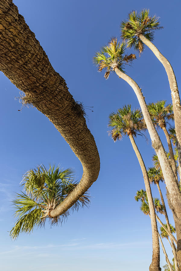 Sable Palm Tree Along Shoreline Photograph by Adam Jones | Pixels