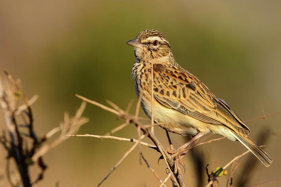 Sabota Lark (mirafra Sabota). Madikwe Photograph By Roger De La Harpe 