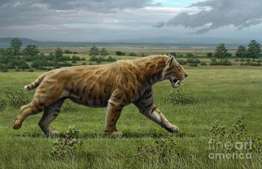 Sabre-toothed Cat Photograph by Mauricio Anton/science Photo Library