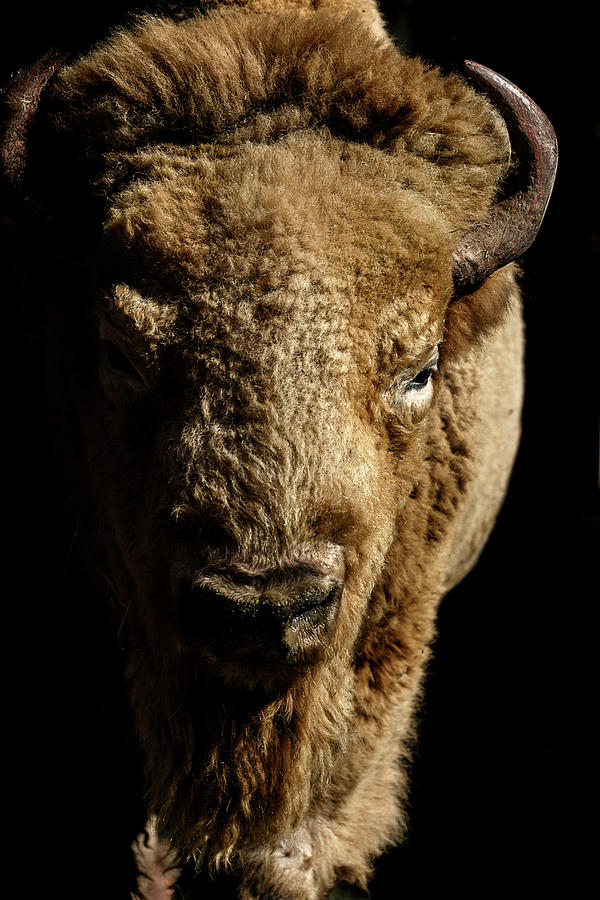 Buffalo Photograph - Sacred Bison by Wes and Dotty Weber Buffalo Photograph - Sacred Bison by Wes and Dotty Weber