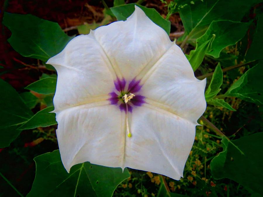 Sacred Datura - Full Bloom Photograph by Judy Kennedy