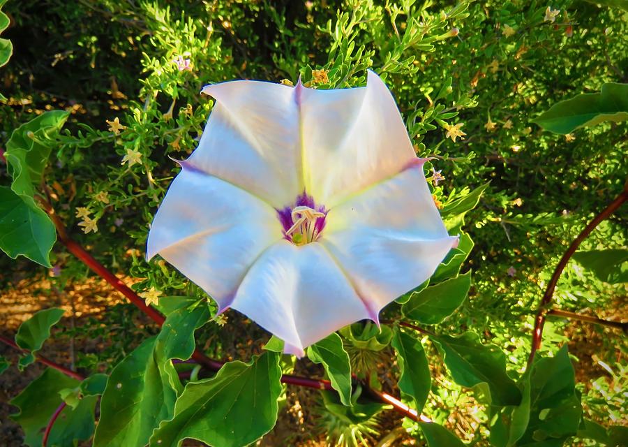 Sacred Datura in the Golden Hour Photograph by Judy Kennedy
