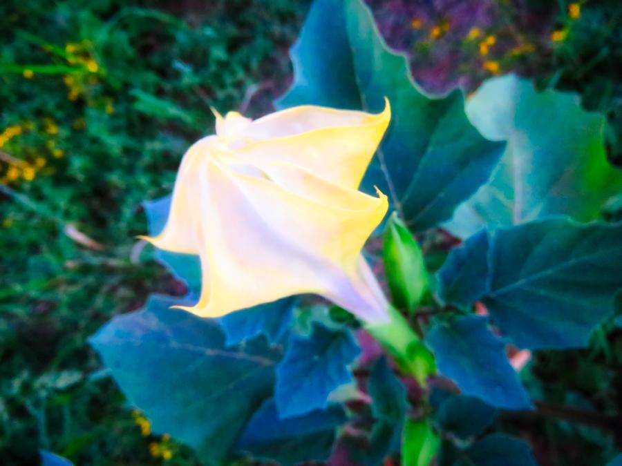 Sacred Datura - Partial Bloom Photograph by Judy Kennedy