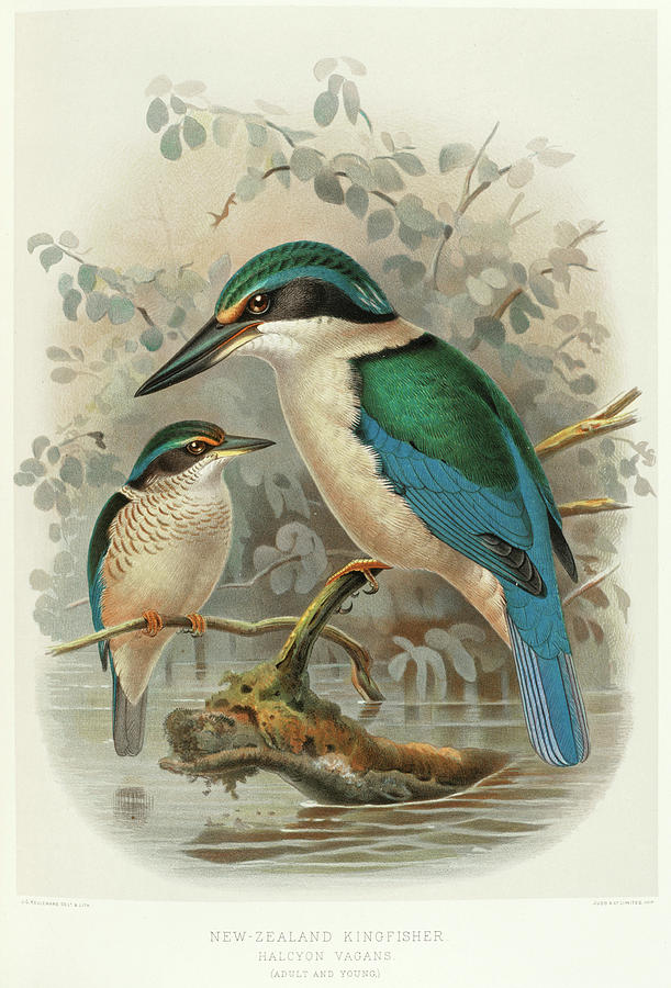 Kingfisher Painting - Sacred kingfisher by Walter Buller