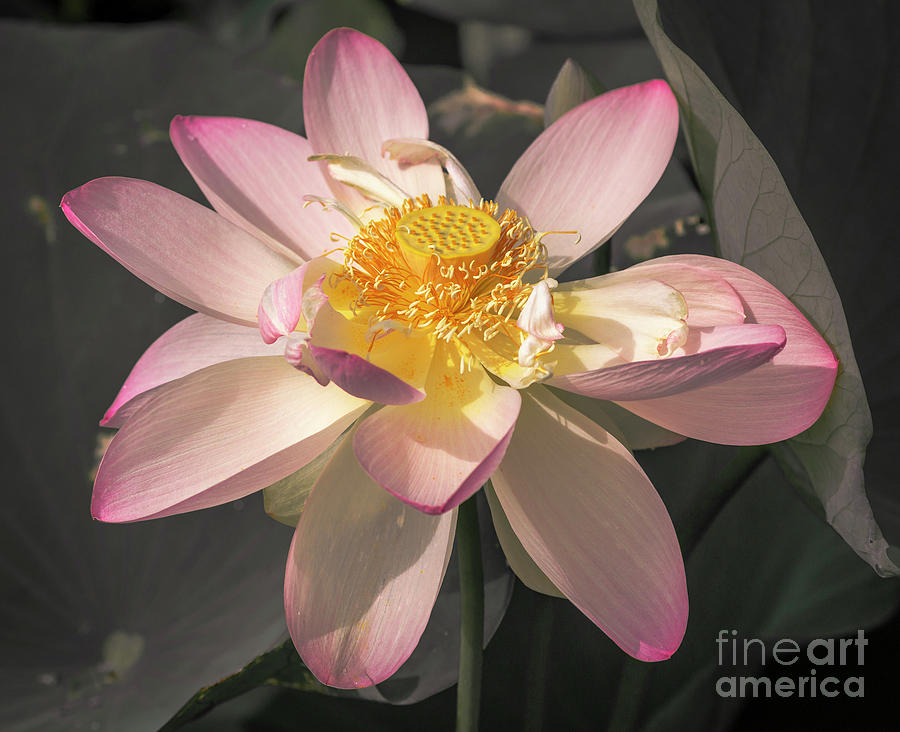 Pink Lotus Selective Color Photograph