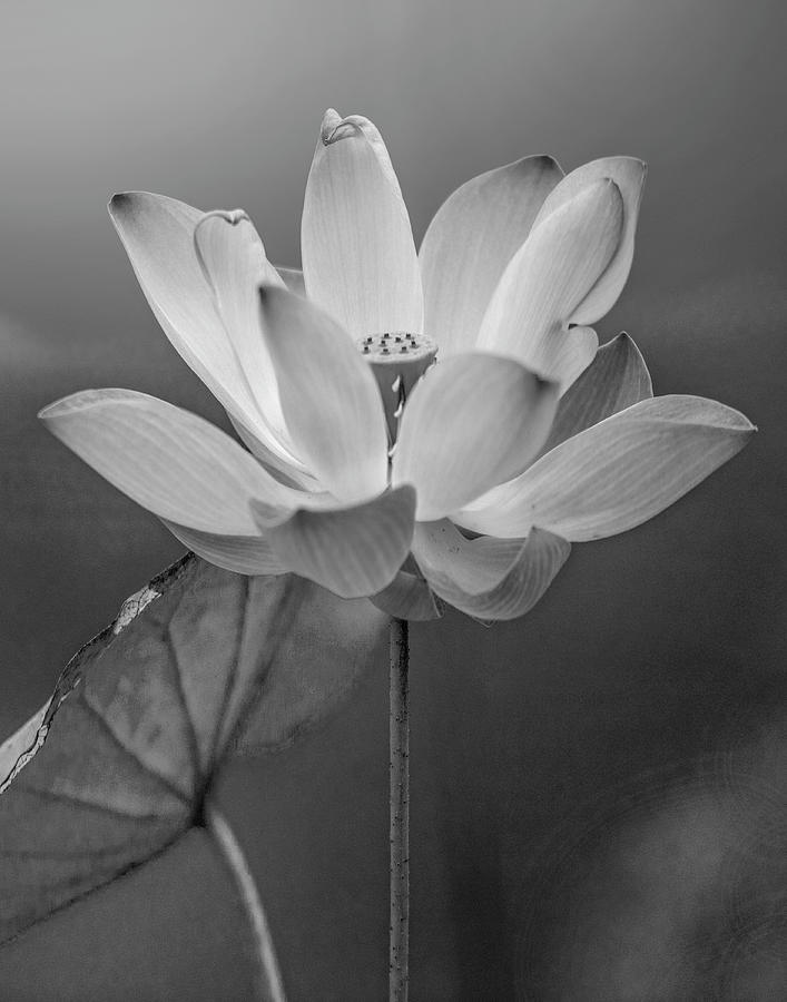 Black And White Photograph - Sacred Lotus Blossom by Tim Fitzharris