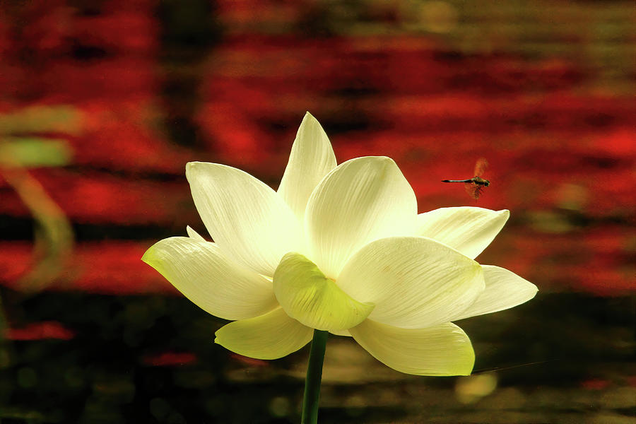 Sacred Lotus Flower With Red Reflections In Water Photograph