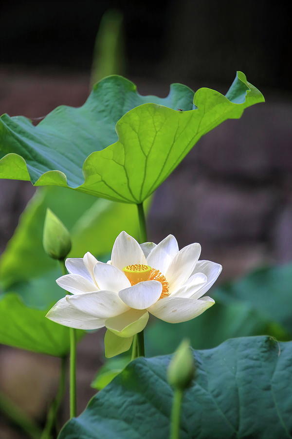 Sacred lotus in black frame Photograph by Geraldine Scull
