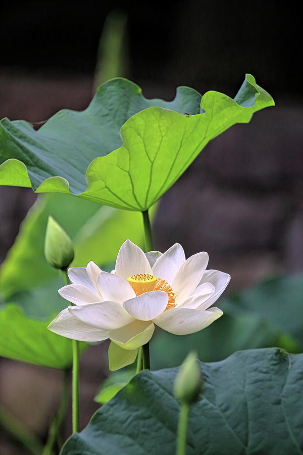 Sacred Lotus in the spotlight collection Photograph by Geraldine Scull