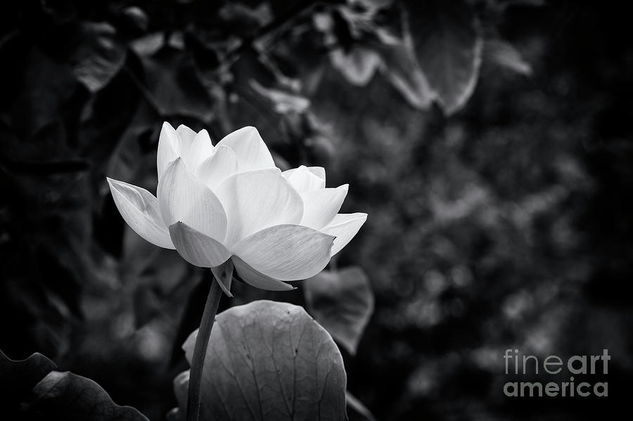 Sacred Lotus Monochrome Photograph by Tim Gainey