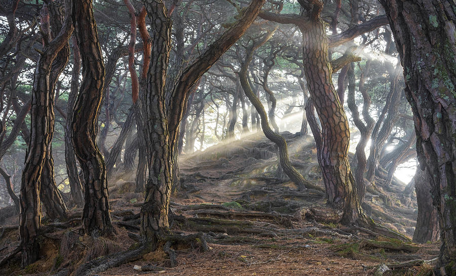 Sacred Pine Forest Photograph by Jaeyoun Ryu