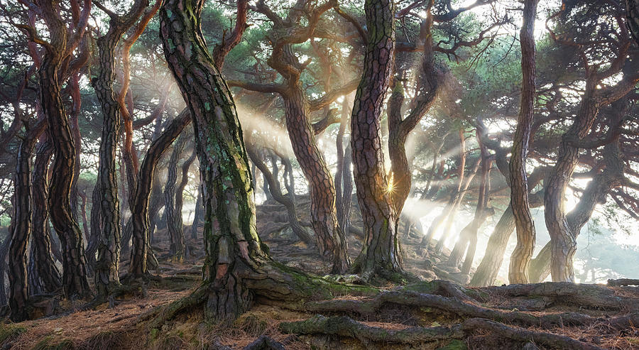 Rays Photograph - Sacred Pine Trees by Jaeyoun Ryu