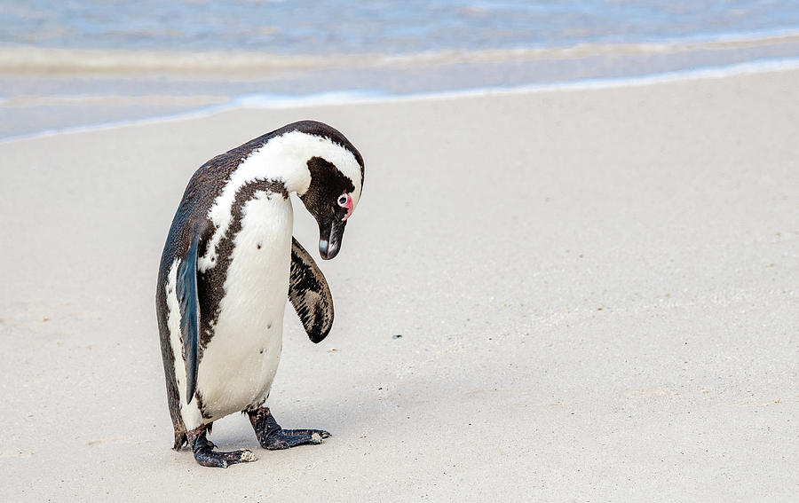 Sad and Lonely Penguin Photograph by Marcy Wielfaert