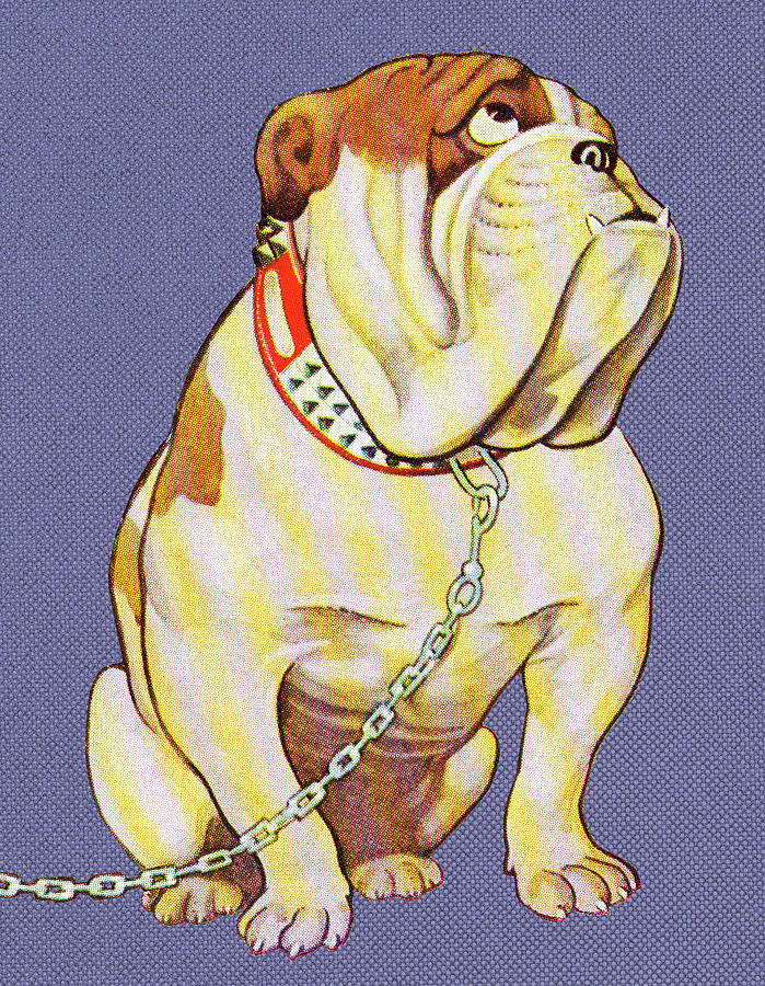 Vintage Drawing - Sad Bulldog Looking up by CSA Images