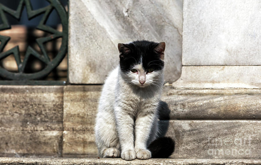 Sad Cat in Istanbul Photograph by John Rizzuto
