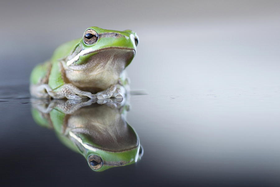 Sad Green Frog Photograph by Darren Iz Photography