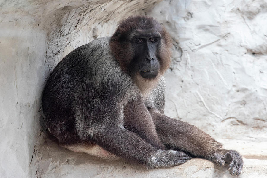Sad Monkey Photograph by David Stasiak