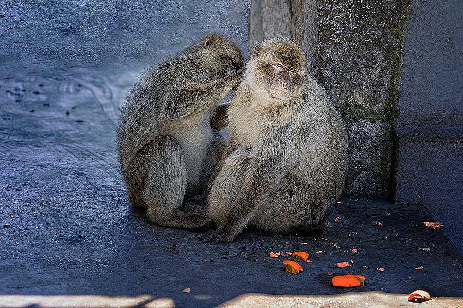 Sad Monkeys Photograph by Gabrielle Halperin