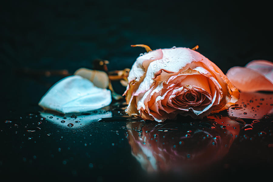 Sad Rose Photograph by Yahia Alsharif