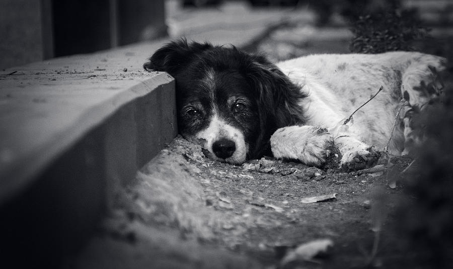 Sad Street Dog Photograph by Sargis - Fine Art America