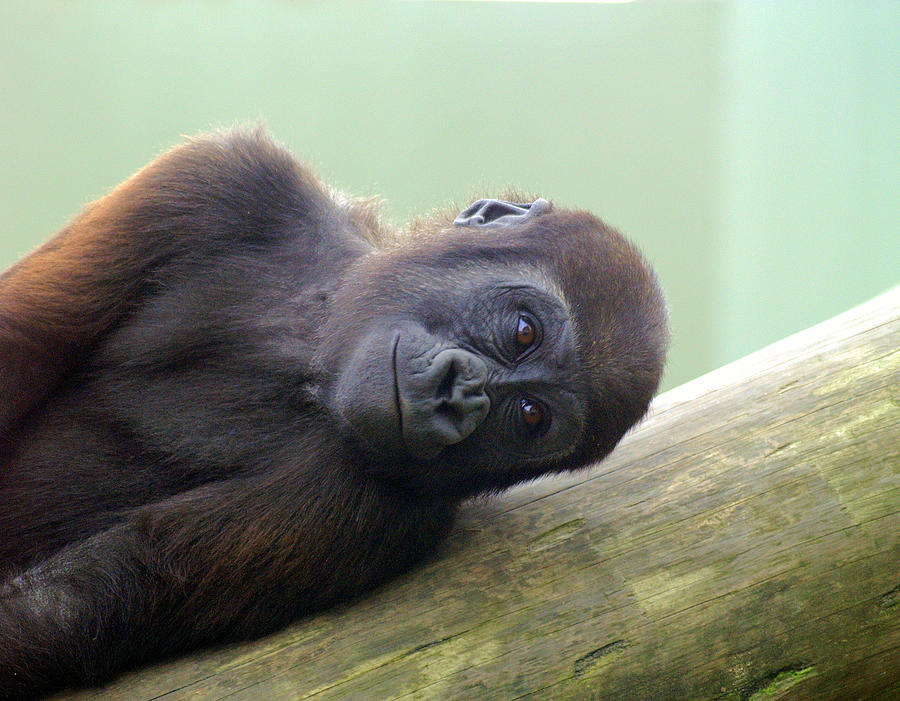 Sad Young Gorilla Photograph by T Mulraney