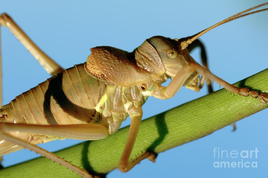 Saddle-backed Bush Cricket Photograph by Chris Hellier/science Photo Library