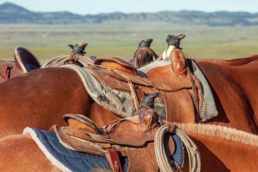 Horse Photograph - Saddle Backs by Todd Klassy