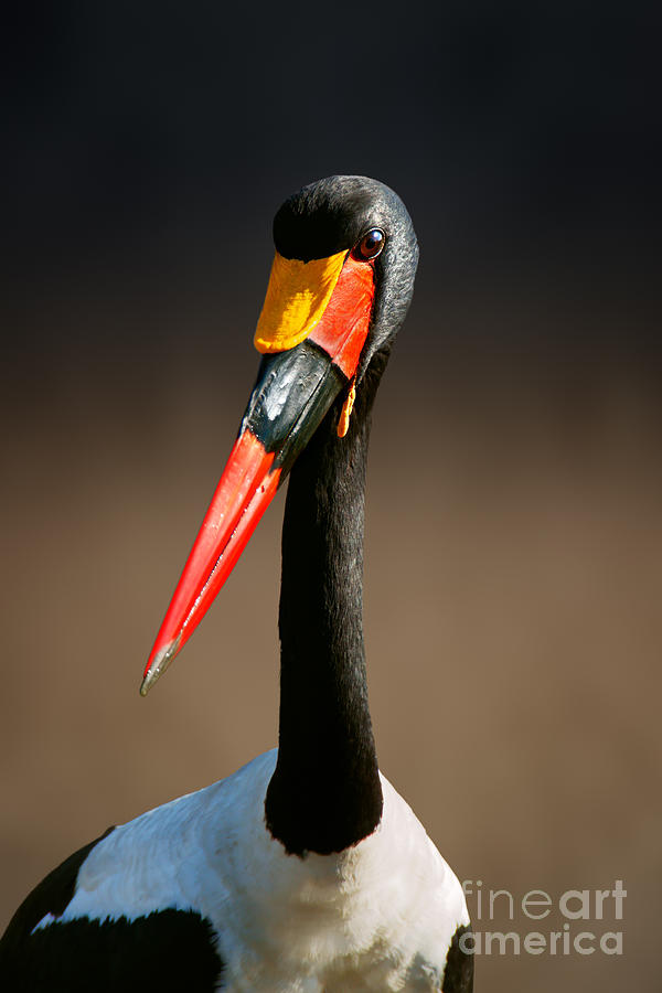 Shoulders Photograph - Saddle-billed Stork Ephippiorhynchus by Johan Swanepoel Shoulders Photograph - Saddle-billed Stork Ephippiorhynchus by Johan Swanepoel