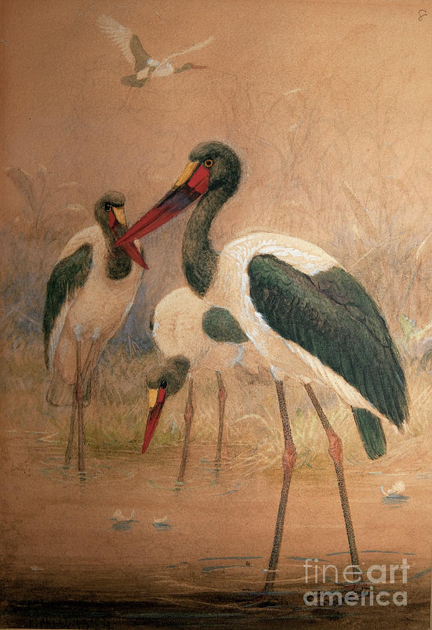 Animal Painting - Saddle-billed Stork by Joseph Wolf