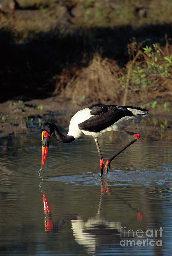 Wildlife Photograph - Saddle-billed Stork by Peter Chadwick/science Photo Library